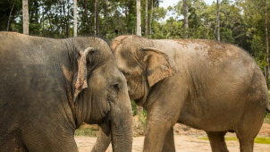 Ústecká zoo přijde o slonici Delhi
