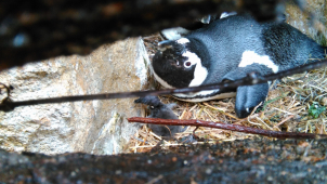 V ústecké zoo se podařil odchov tučňáka brýlového