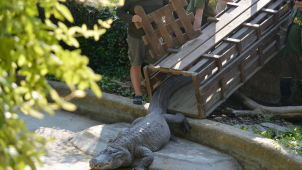 V ústecké zoo přestěhovali aligátora