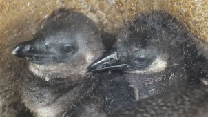 Jak pokračuje odchov tučňáků brejlových