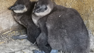 V ústecké zoo plánují soutěž o nejlepší fotku tučňáka