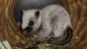 Ústecká zoo se proměnila v porodnici