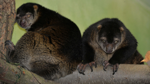 Ústeckou zoo obývá kuskus medvědí