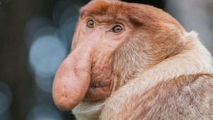 Ústecká zoo se snaží chránit přírodu na dalekém Borneu