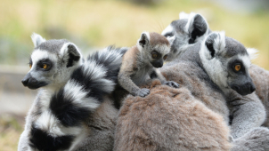 V ústecké zoo je rušno díky lemurům, kteří se letos narodili