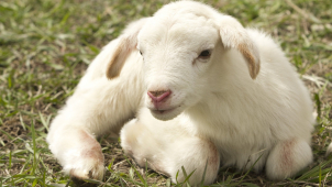 Policisté na Ústecku pátrají po ovcích, mobilech i vandalech