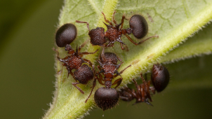 Malajsie a Sumatra, země plné kuliček
