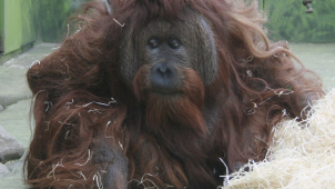 V ústecké zoo oslavili Mezinárodní den orangutanů