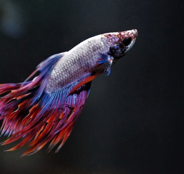 Svět zvířat v ústeckém Národním domě