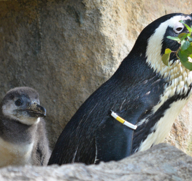 Fotosoutěž ze zoo má smutný podtext, jedno mládě uhynulo