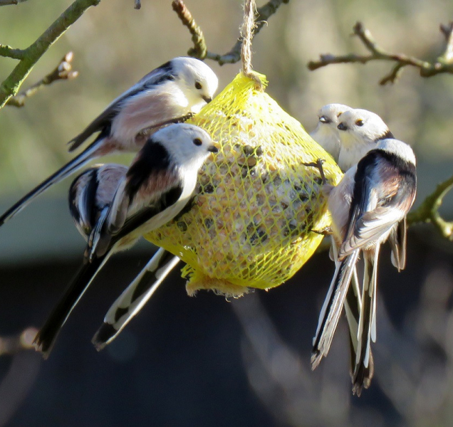 Správné přikrmování pomáhá ptactvu přežít zimu