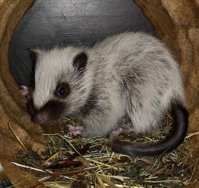 Ústecká zoo se proměnila v porodnici