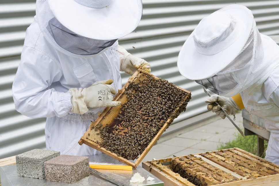 Včelaři během zimy přišli o pětinu včelstev