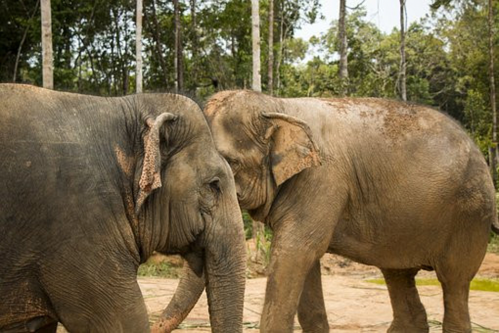 Ústecká zoo přijde o slonici Delhi