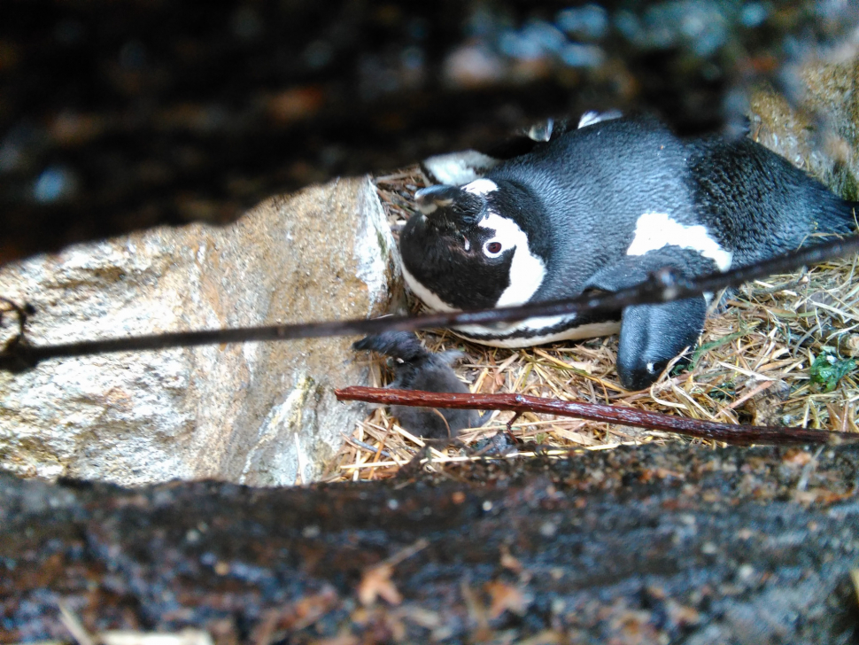 V ústecké zoo se podařil odchov tučňáka brýlového
