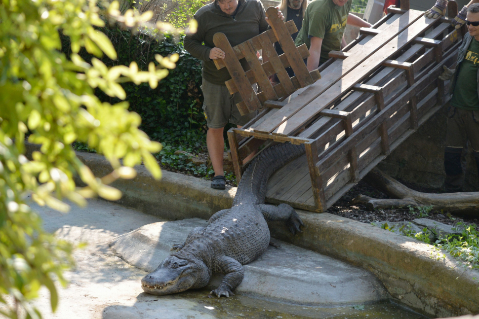 V ústecké zoo přestěhovali aligátora