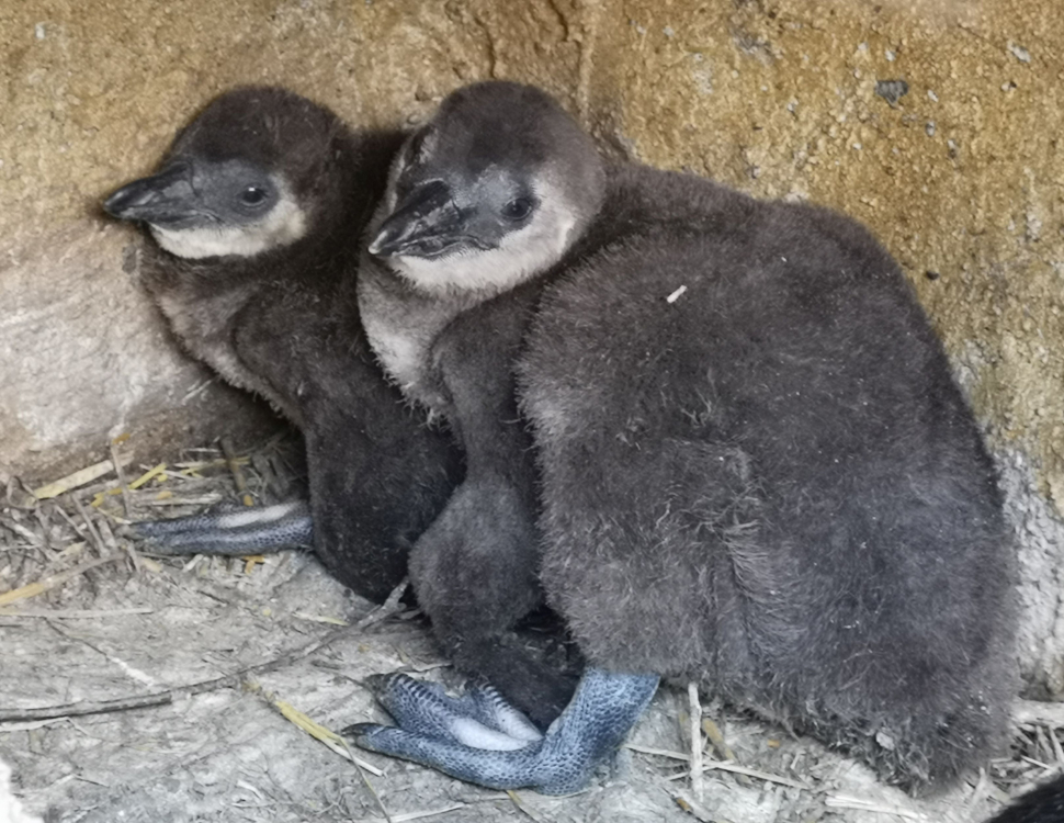 V ústecké zoo plánují soutěž o nejlepší fotku tučňáka