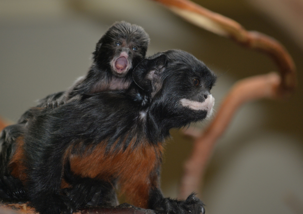 V ústecké zoo mají dvoje nová dvojčata