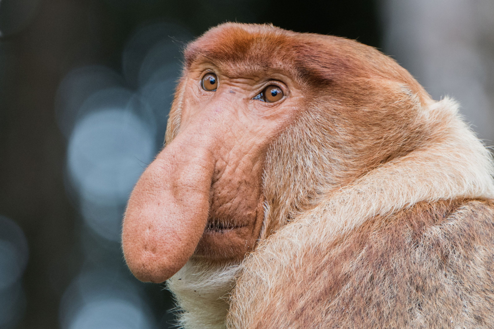 Ústecká zoo se snaží chránit přírodu na dalekém Borneu