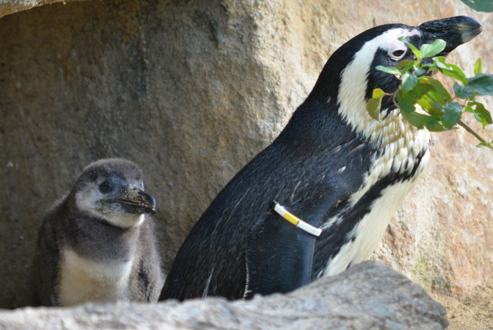 Fotosoutěž ze zoo má smutný podtext, jedno mládě uhynulo