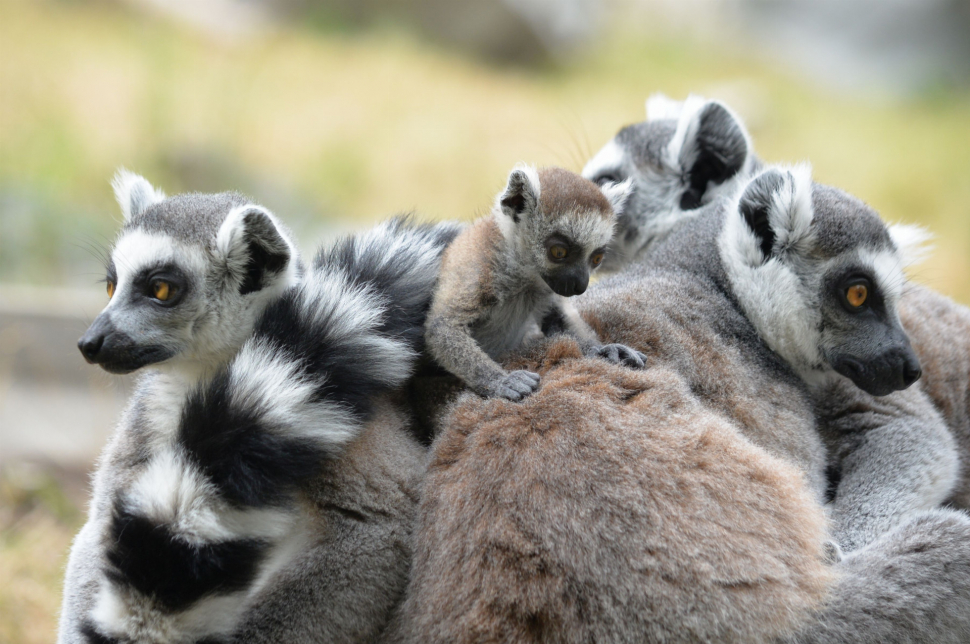 V ústecké zoo je rušno díky lemurům, kteří se letos narodili