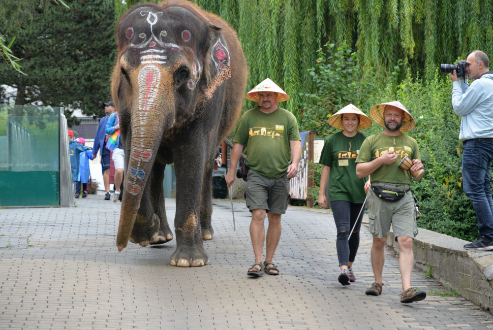Návštěvníkům ústecké zoo se předvedla slonice Delhi