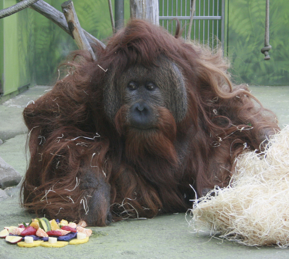V ústecké zoo oslavili Mezinárodní den orangutanů